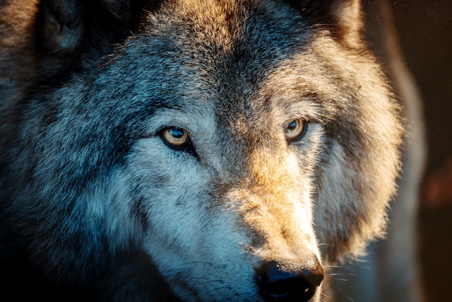 Blog - All about the American Wolf Dog - ThePetsArk.com – ThePetsArk SAS