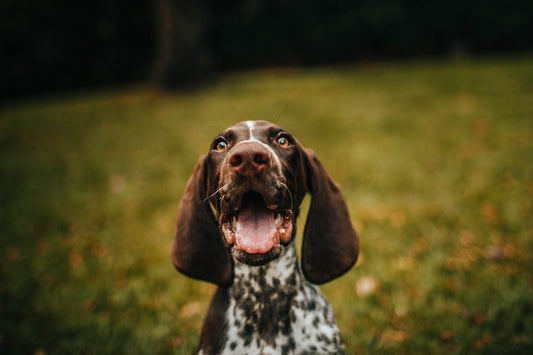 Faits amusants sur nos chiens